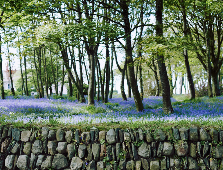 Bluebells in wood near Melin Tregwynt 