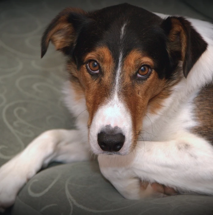 A Welsh Sheepdog lying on the floor
