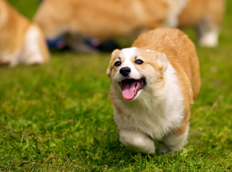 A corgi running over the grass