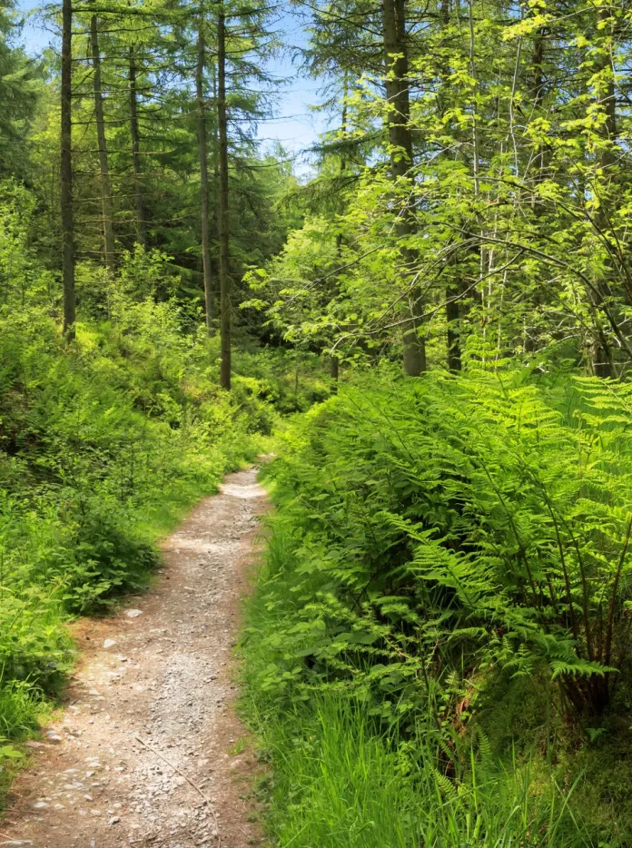 A path running between rich green ferns and trees in a Welsh forest on a clear day with a blue sky