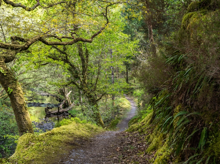 A footpath alongside a woodland ravine with ferns growing on a cliffside on one side.
