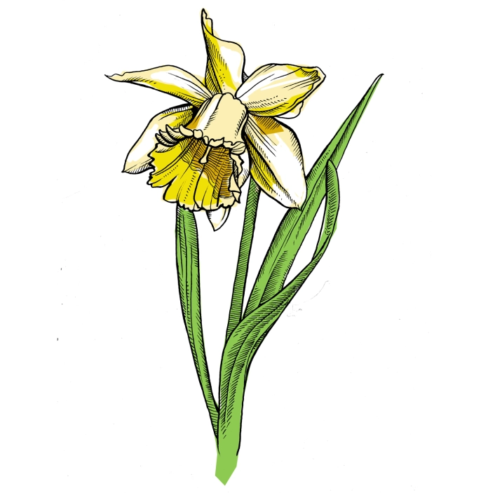 A daffodil