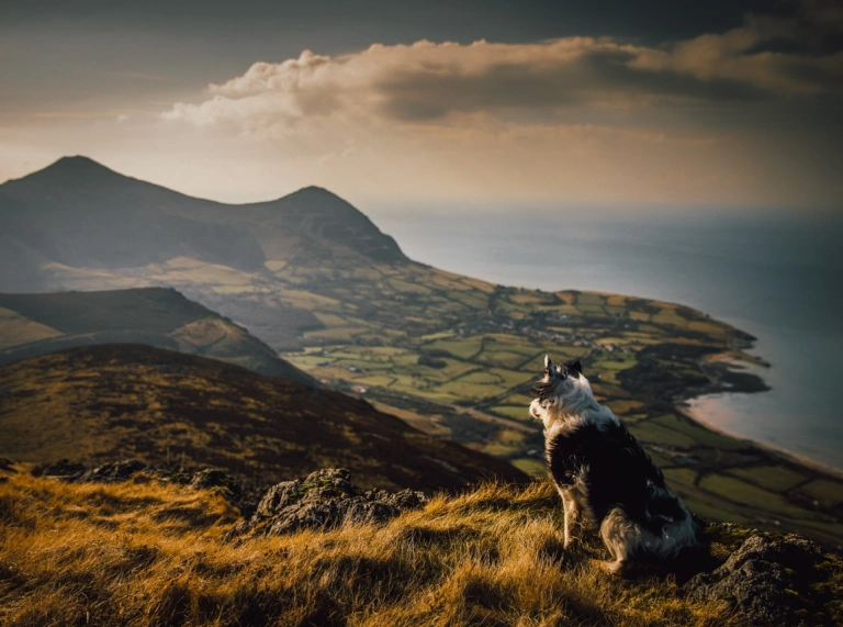 A dog sitting down at the top of a hill, looking over a mountainous scene