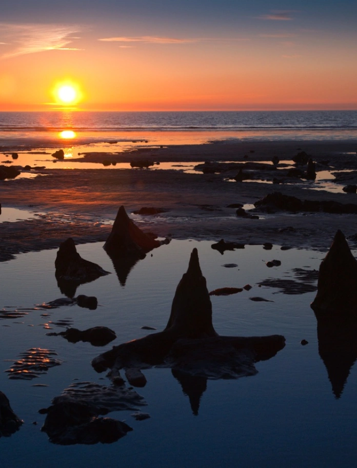 Tree stumps on beach at sunset Submerged forest