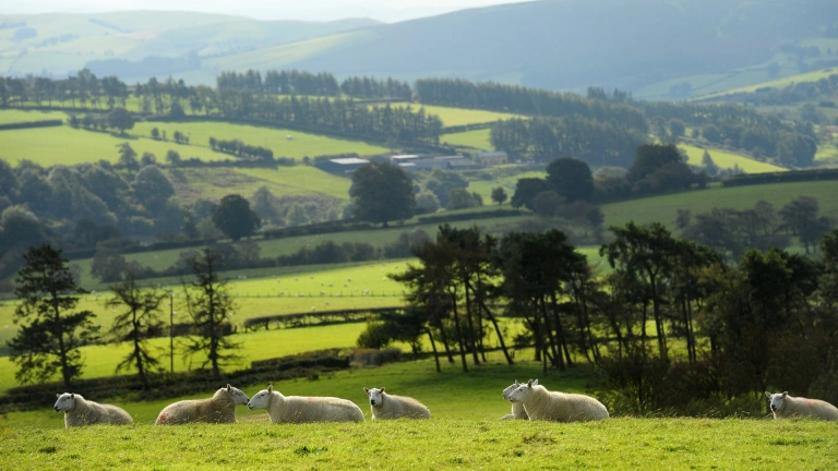 Sheep laying in a green field.