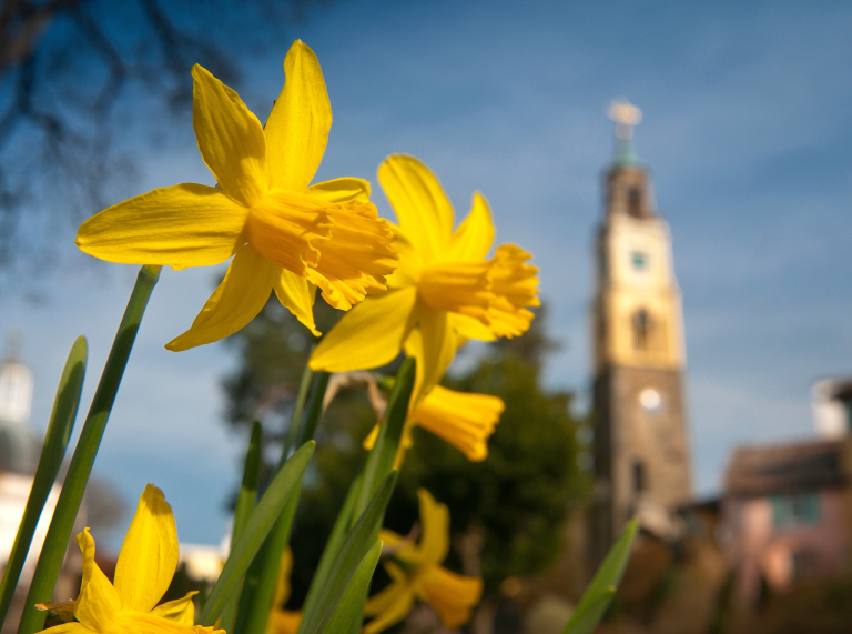 Daffodils and Campanile in spring, Portmeirion, Llyn Peninsula