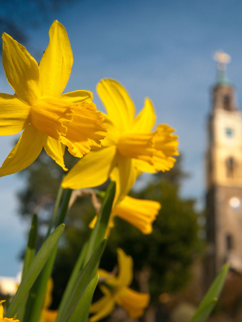 Narcisos y Campanile en primavera, Portmeirion, Península de Llyn