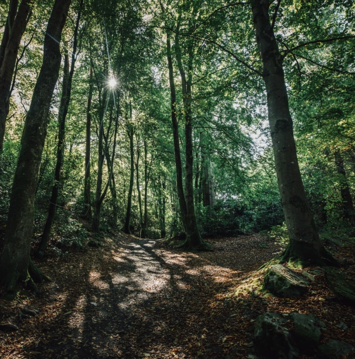 A view through some tall green trees in a forested area