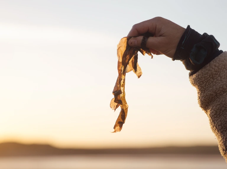 A hand holding up some fresh seaweed