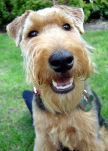  A Welsh Terrier smiling at the camera