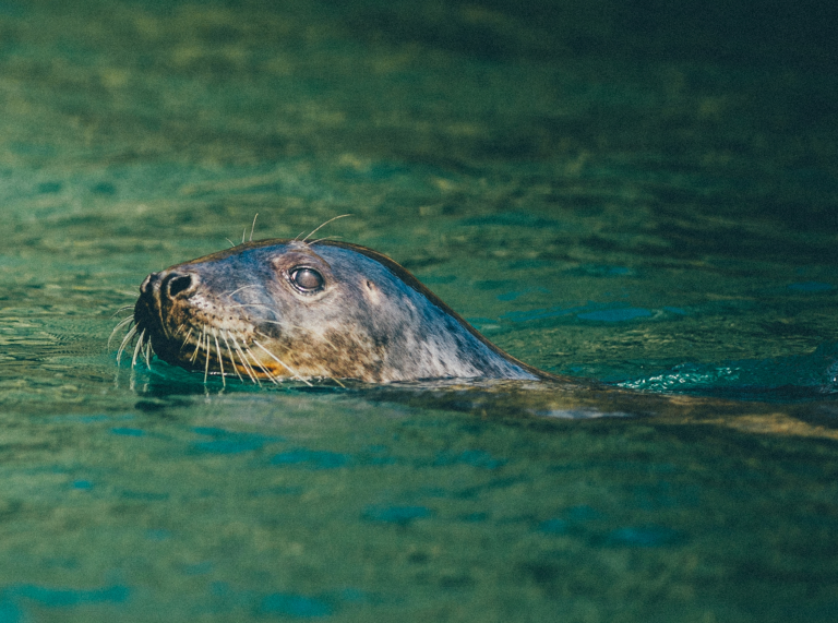 Atlantic Grey Seal, Ramsey Island Boat Trip