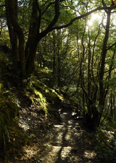 A beautiful forest scene