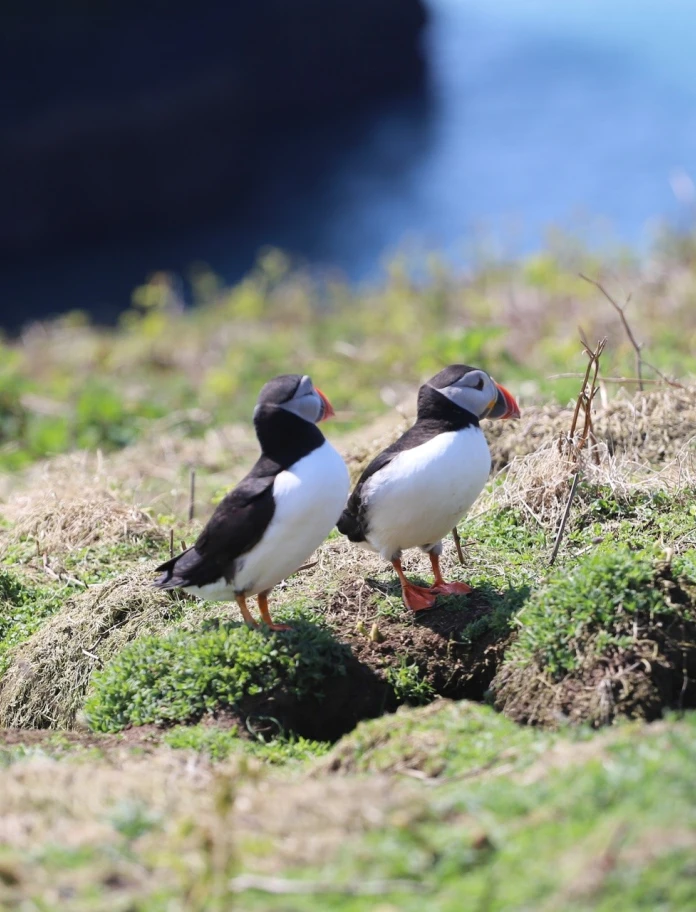 Two puffins on grassy ground.