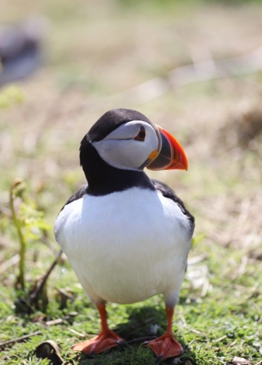 Puffin on Skomer Island, Pembrokeshire.