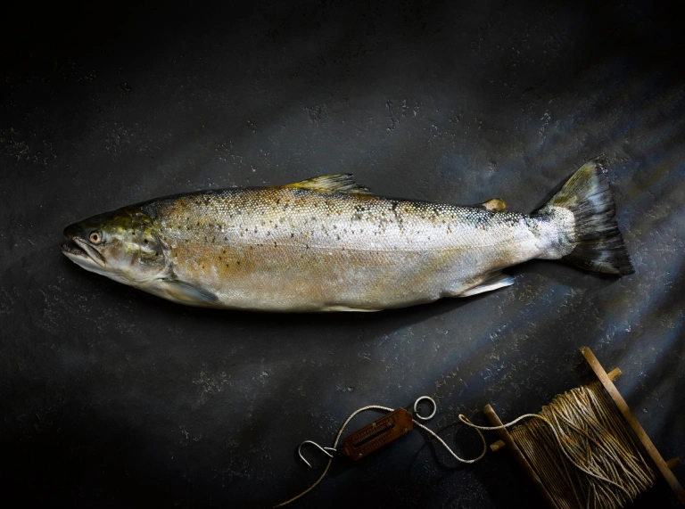 A trout on a black slate background