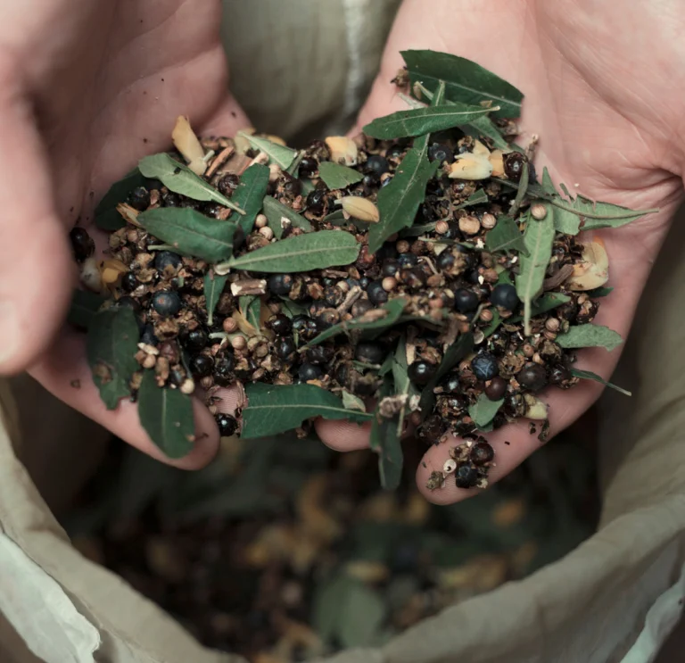 Bog myrtle and juniper freshly sourced