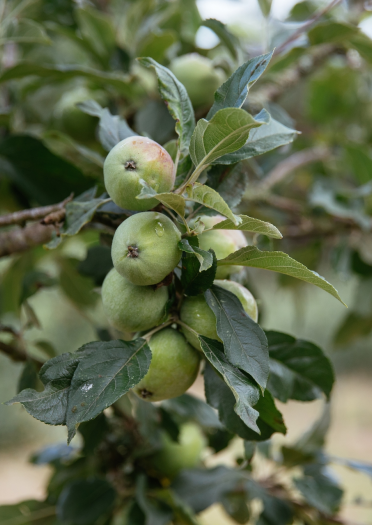 Apples growing on a tree at Blaengawney Farm.