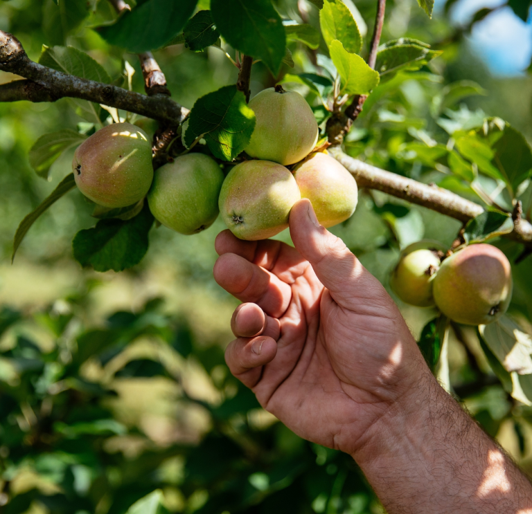 A sun-dappled hand picking apples from an apple tree .