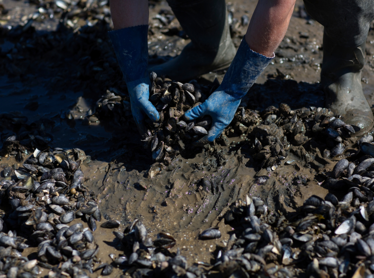 Pair of hands in blue gloves picking mussels from mud.