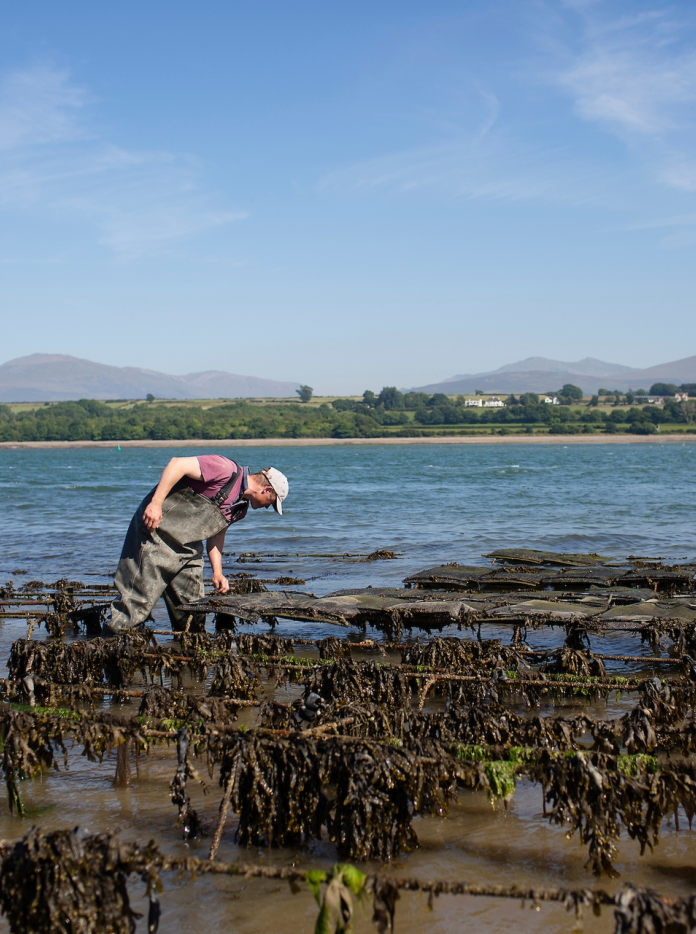 Shaun Krijnen of Menai Oysters inspecting his oyster racks.