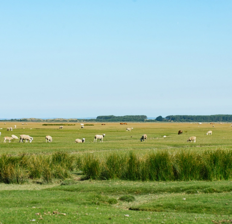 Sheep grazing on the salt marshes of Weobley Castle Farm, Gower.