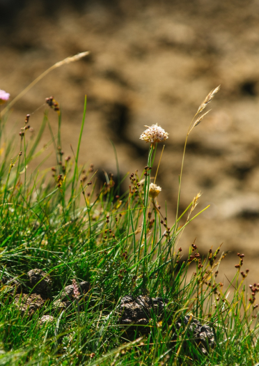 Close-up of plants on Gower salt marshes.