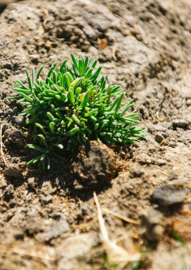Close-up of a plant on Gower salt marshes.
